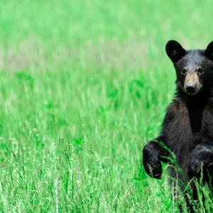 black bear standing in the middle of a green field