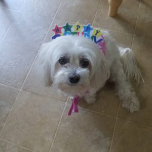 portrait of white dog with happy birthday crown